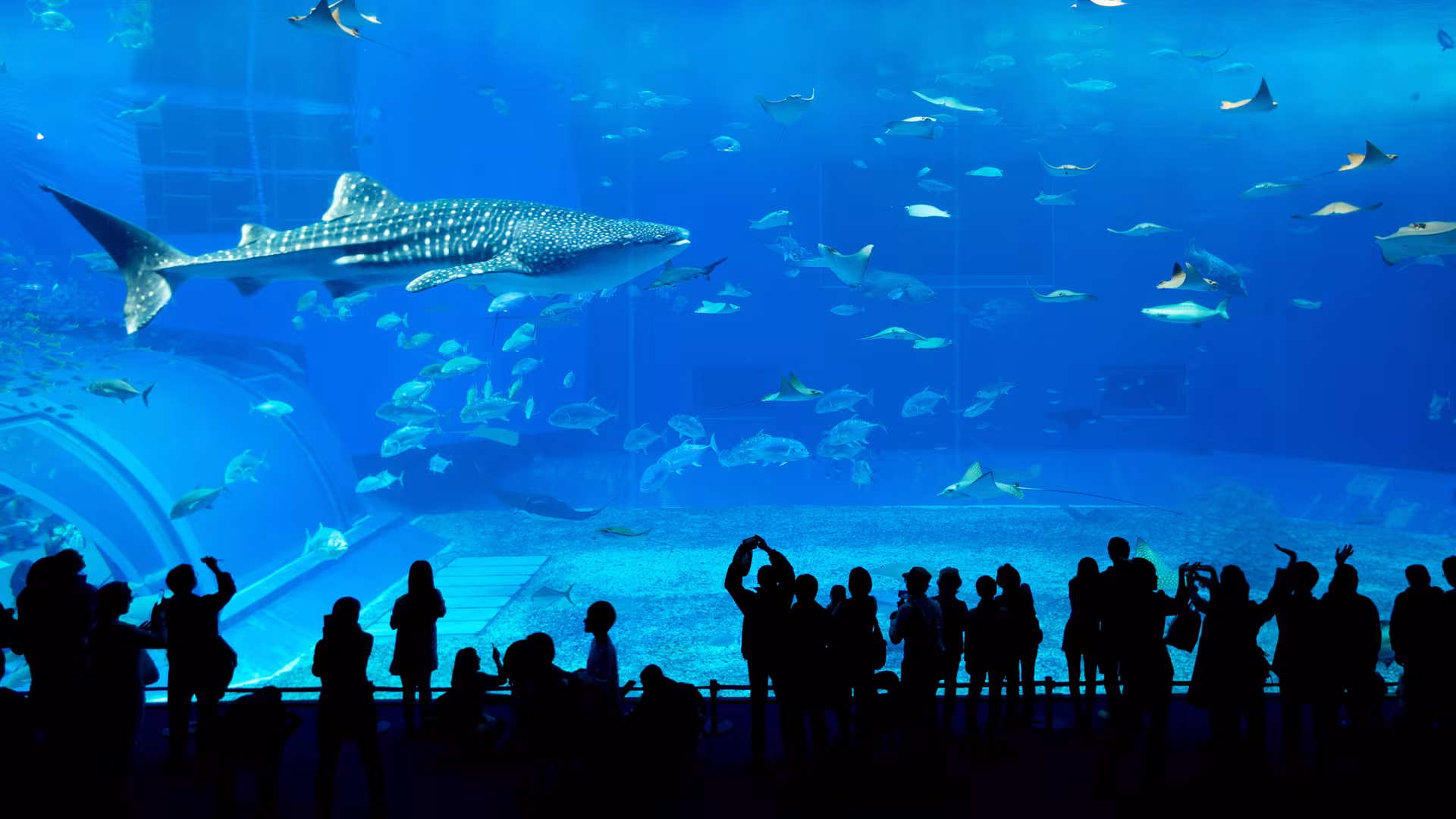 The Ultimate Dubai City Tour: Old Town, Modern Marvels & Palm Monorail